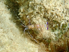 Periclimenes yucatanicus