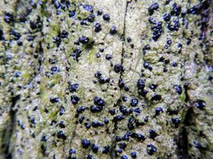 Bacidia schweinitzii