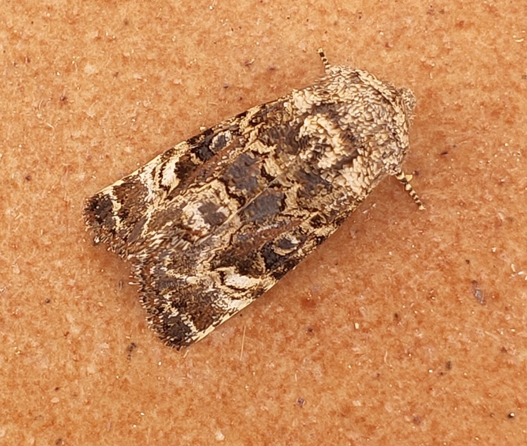 Acrobyla kneuckeri