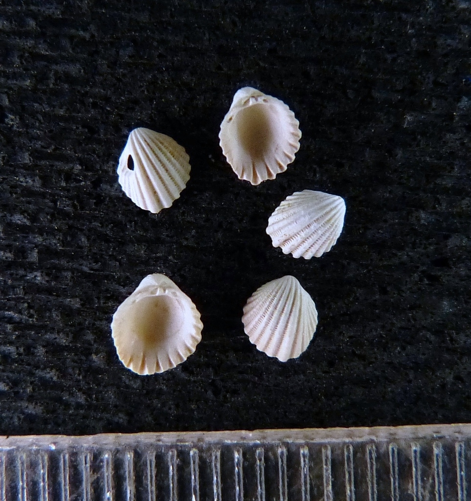 Trigoniocardia