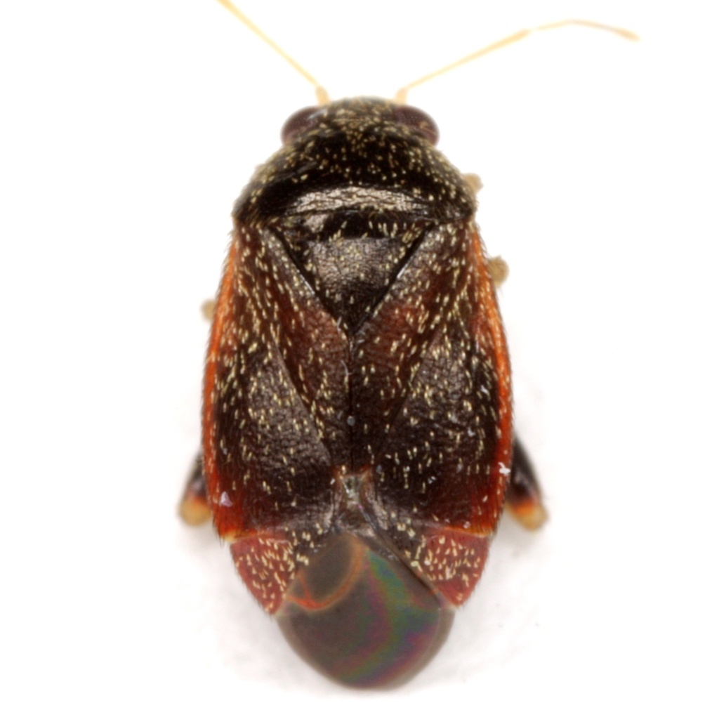 Atractotomus miniatus