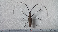 Neoptychodes trilineatus
