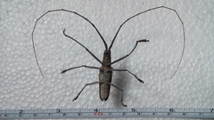 Neoptychodes trilineatus