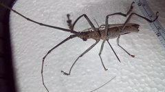 Neoptychodes trilineatus