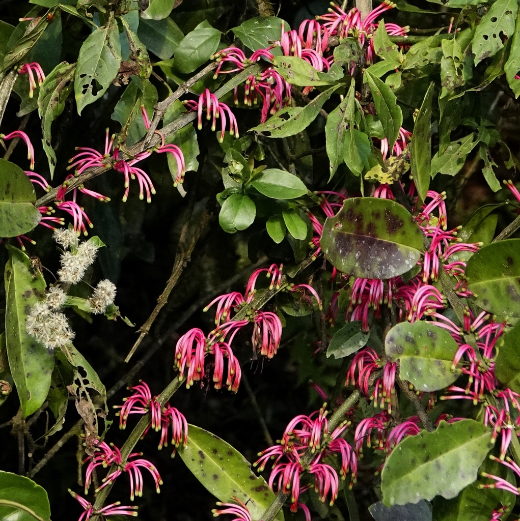 Bakerella clavata