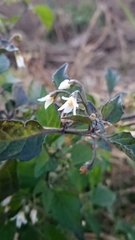 Solanum nigrum nigrum