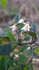 Solanum nigrum nigrum