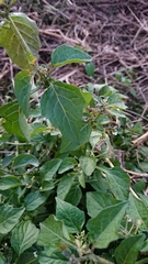 Solanum nigrum nigrum