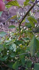 Solanum nigrum nigrum