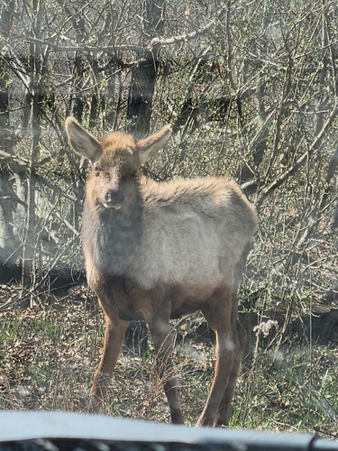American Elk photographed in Virginia
