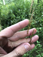 Sorghastrum elliottii