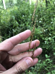 Sorghastrum elliottii