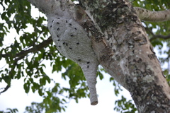 Parachartergus fraternus