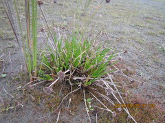 Juncus caespiticius