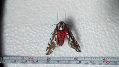 Arachnis dilecta