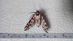 Arachnis dilecta