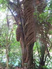 Attalea cohune