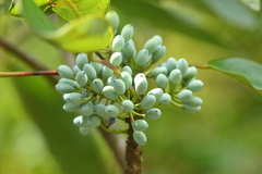 Daphniphyllum calycinum