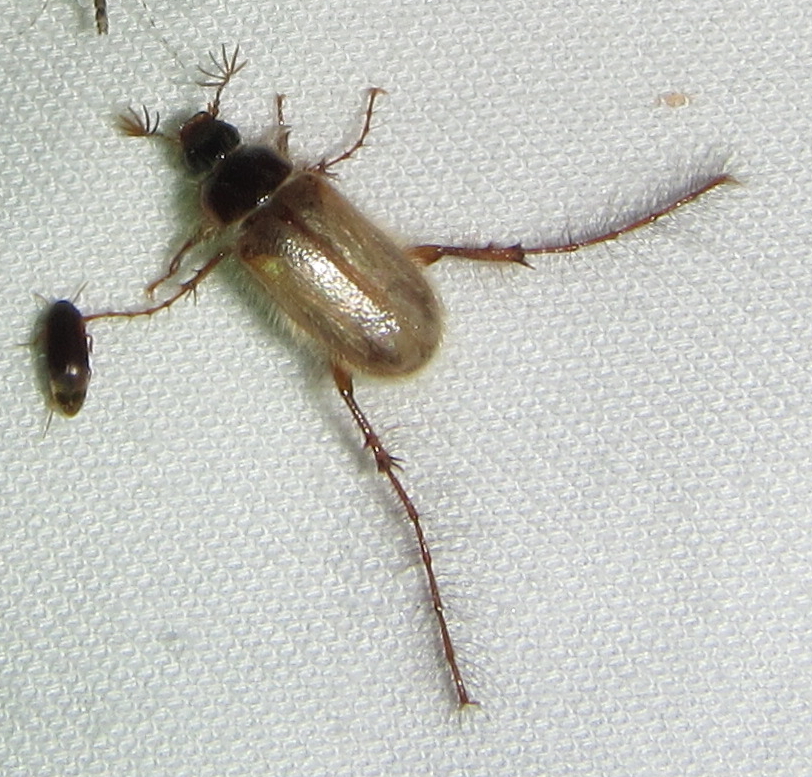 Desert Chafers