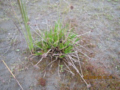 Juncus caespiticius