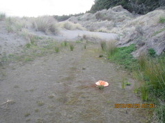 Juncus caespiticius
