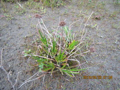 Juncus caespiticius