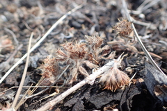 Chorizanthe howellii