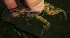 Hydrocyrius columbiae