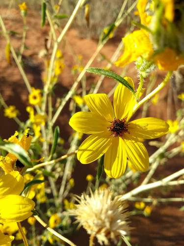 western sunflower (Helianthus anomalus)