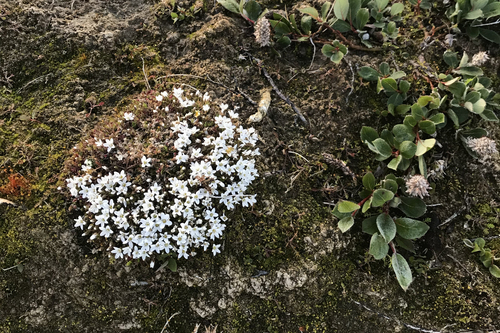 Tundra Sandwort
