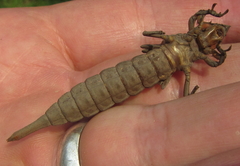 Phyllogomphus selysi