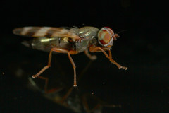 Chaetopsis fulvifrons