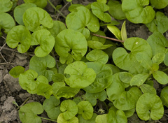 Dichondra repens