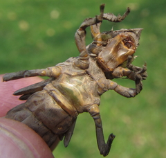 Phyllogomphus selysi