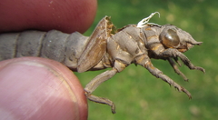 Phyllogomphus selysi