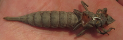 Phyllogomphus selysi