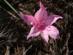 Gladiolus pappei