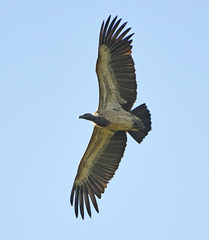Indian Vulture photo 2