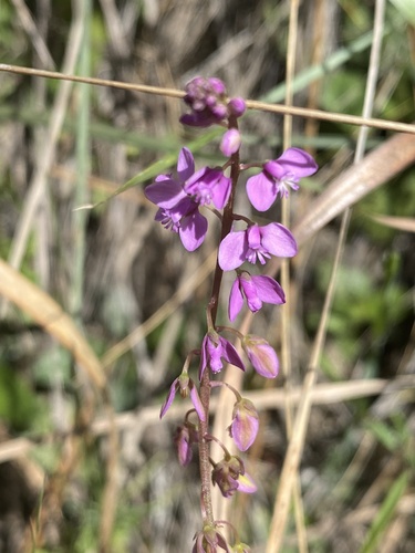 Polygala crenata image