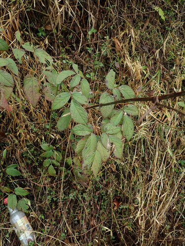 Image of Astilbe rivularis by (c) Daniel Cahen, some rights reserved (CC BY)