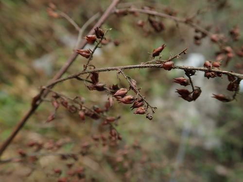 Image of Astilbe rivularis by (c) Daniel Cahen, some rights reserved (CC BY)