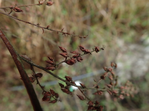 Astilbe rivularis, photograph 2