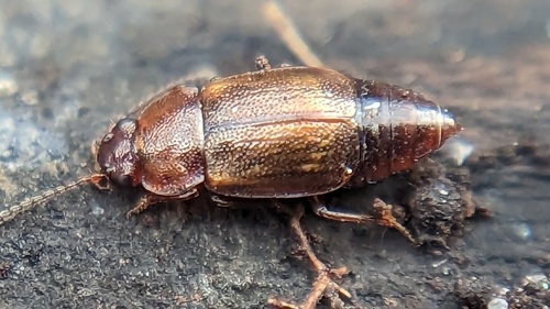 Anthobium unicolor, Noordwijk, Zuid-Holland, Netherlands, photo 10 of 10