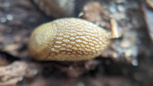 Hedgehog Slug, Noordwijk, Zuid-Holland, Netherlands, photo 7 of 10