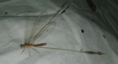 Nemopteridae