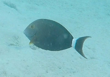 Black surgeonfish