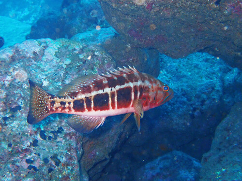 Blacktail comber (Serranus atricauda) — Serranidae — 3