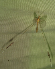 Nemopteridae