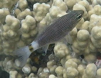 Aqaba cardinalfish (Cheilodipterus lachneri) — Apogonidae