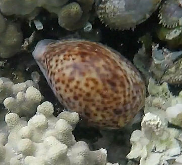 Photo of Leopard Cowrie (Cypraea pantherina)